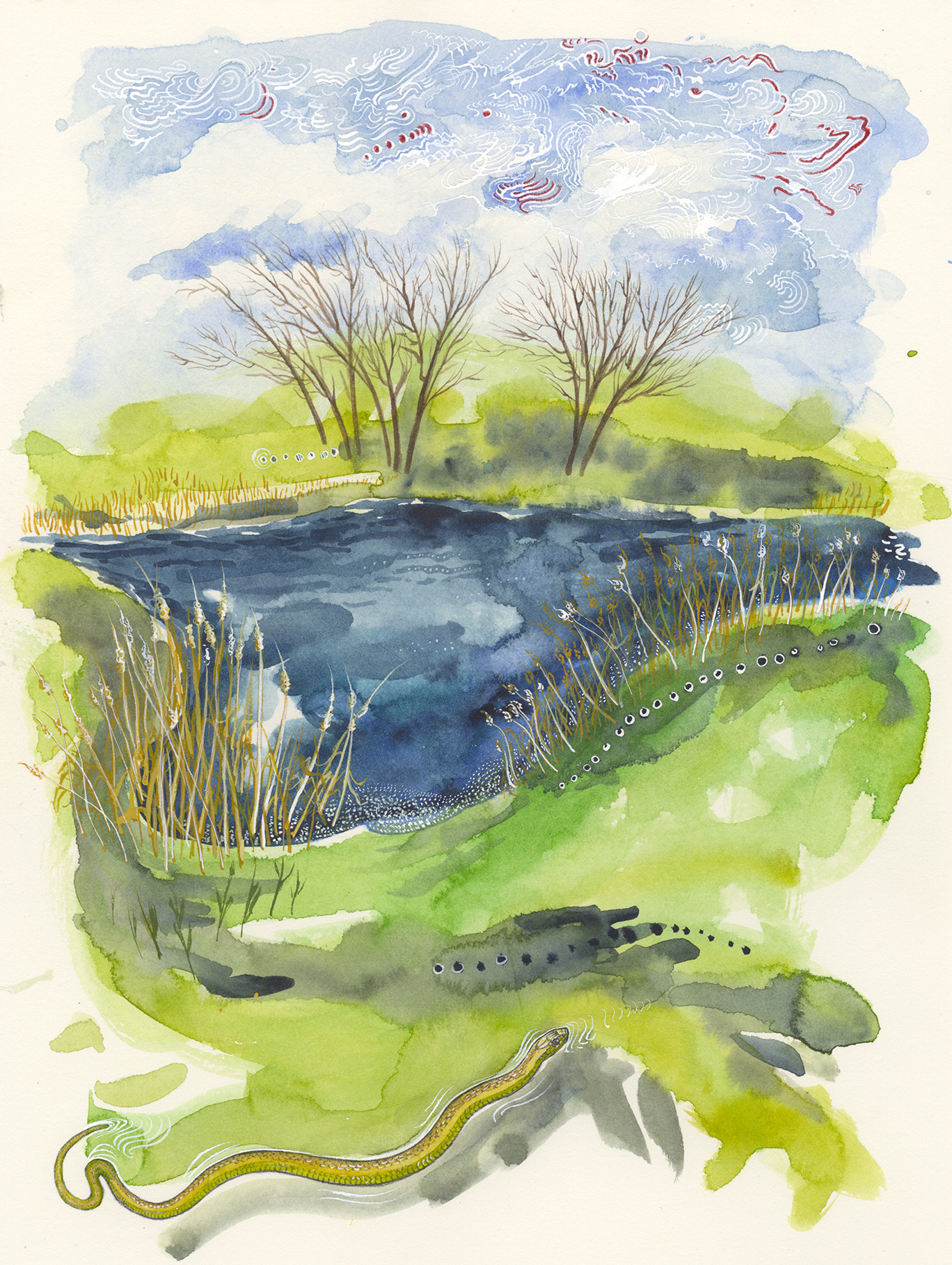 Field Work Field Guide Illustrations Claire Taylor